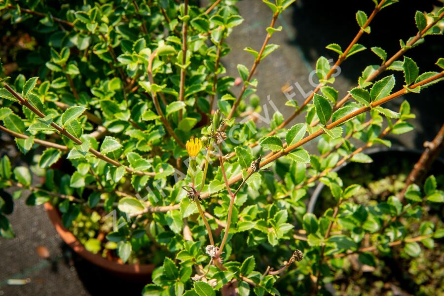 Vonokvětka delavayi - Osmanthus delavayi