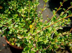 Vonokvětka delavayi - Osmanthus delavayi