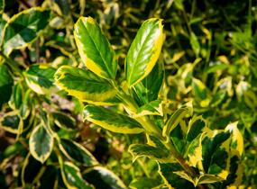 Cesmína obecná 'Golden van Tol' - Ilex aquifolium 'Golden van Tol'