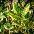 Cesmína obecná 'Golden van Tol' - Ilex aquifolium 'Golden van Tol'