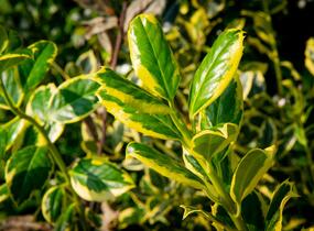 Cesmína obecná 'Golden van Tol' - Ilex aquifolium 'Golden van Tol'