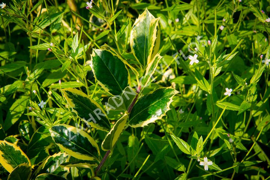 Cesmína obecná 'Golden van Tol' - Ilex aquifolium 'Golden van Tol'
