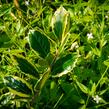 Cesmína obecná 'Golden van Tol' - Ilex aquifolium 'Golden van Tol'