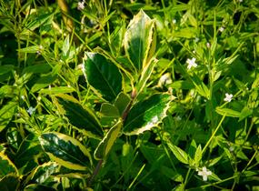 Cesmína obecná 'Golden van Tol' - Ilex aquifolium 'Golden van Tol'