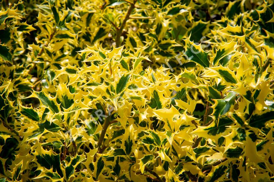 Cesmína obecná 'Golden DJ' - Ilex aquifolium 'Golden DJ'