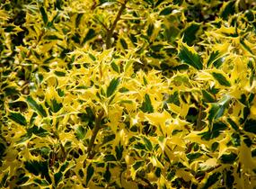 Cesmína obecná 'Golden DJ' - Ilex aquifolium 'Golden DJ'
