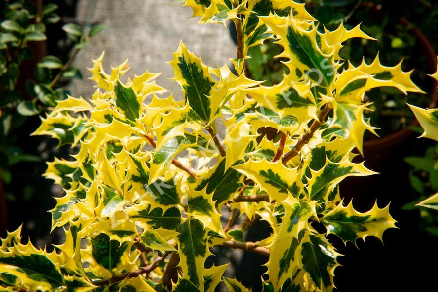 Cesmína obecná 'Golden DJ' - Ilex aquifolium 'Golden DJ'