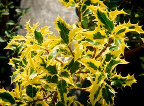 Cesmína obecná 'Golden DJ' - Ilex aquifolium 'Golden DJ'