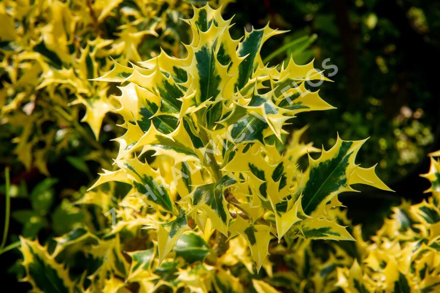 Cesmína obecná 'Golden DJ' - Ilex aquifolium 'Golden DJ'