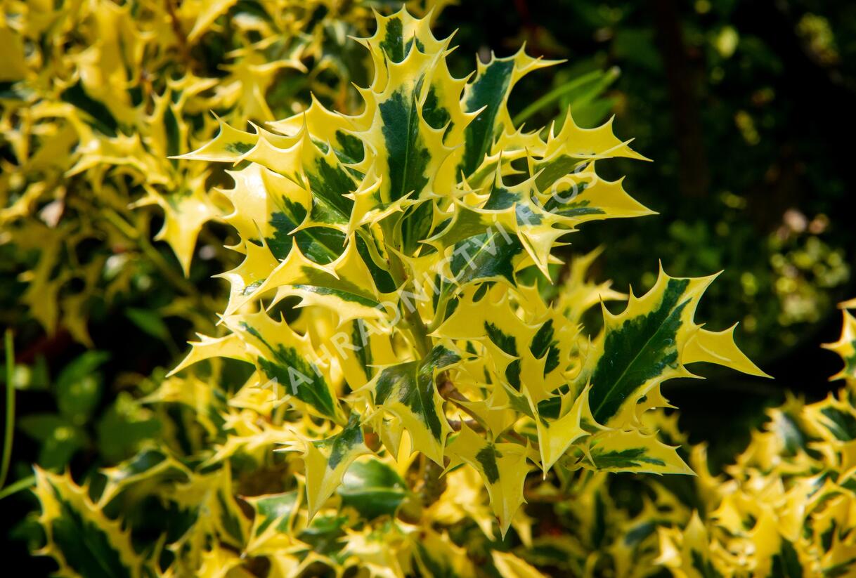 Cesmína obecná 'Golden DJ' - Ilex aquifolium 'Golden DJ'