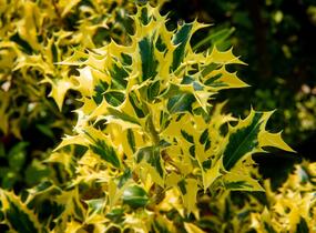 Cesmína obecná 'Golden DJ' - Ilex aquifolium 'Golden DJ'