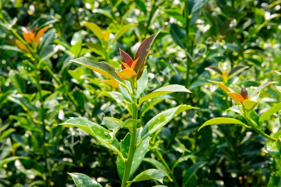 Cesmína obecná 'Bacciflava' - Ilex aquifolium 'Bacciflava'