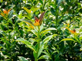 Cesmína obecná 'Bacciflava' - Ilex aquifolium 'Bacciflava'