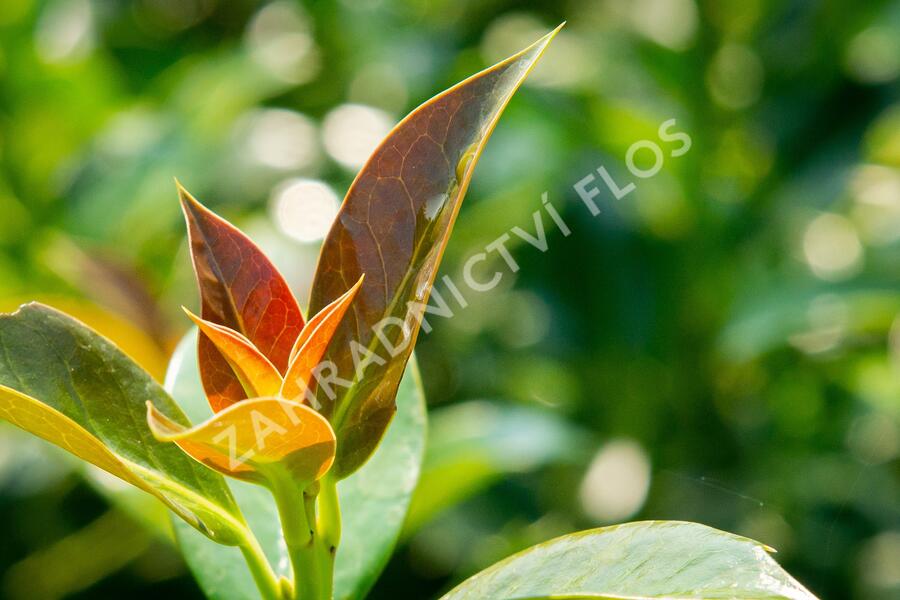 Cesmína obecná 'Bacciflava' - Ilex aquifolium 'Bacciflava'