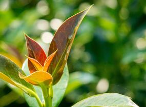 Cesmína obecná 'Bacciflava' - Ilex aquifolium 'Bacciflava'