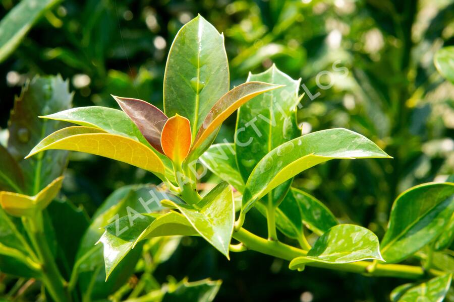 Cesmína obecná 'Bacciflava' - Ilex aquifolium 'Bacciflava'