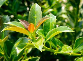 Cesmína obecná 'Bacciflava' - Ilex aquifolium 'Bacciflava'