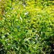 Cesmína obecná 'Bacciflava' - Ilex aquifolium 'Bacciflava'