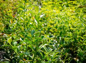 Cesmína obecná 'Bacciflava' - Ilex aquifolium 'Bacciflava'