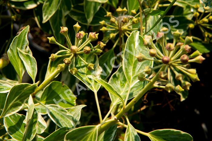 Břečťan popínavý 'Arborescens Argenteovariegata' - Hedera helix 'Arborescens Argenteovariegata'