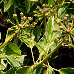 Břečťan popínavý 'Arborescens Argenteovariegata' - Hedera helix 'Arborescens Argenteovariegata'