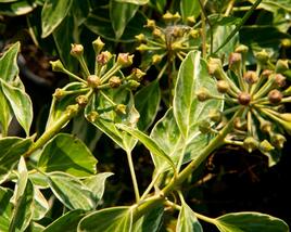 Břečťan popínavý 'Arborescens Argenteovariegata'
