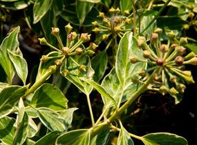 Břečťan popínavý 'Arborescens Argenteovariegata' - Hedera helix 'Arborescens Argenteovariegata'
