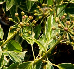 Břečťan popínavý 'Arborescens Argenteovariegata' - Hedera helix 'Arborescens Argenteovariegata'