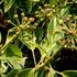 brectan-popinavy-arborescens-argenteovariegata.jpg