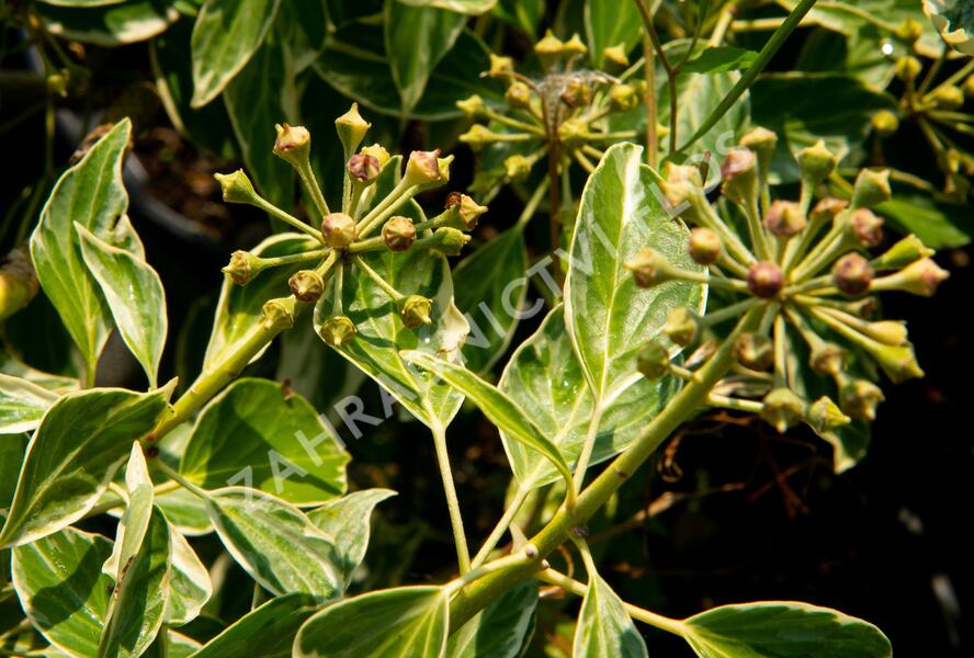 Břečťan popínavý 'Arborescens Argenteovariegata' - Hedera helix 'Arborescens Argenteovariegata'