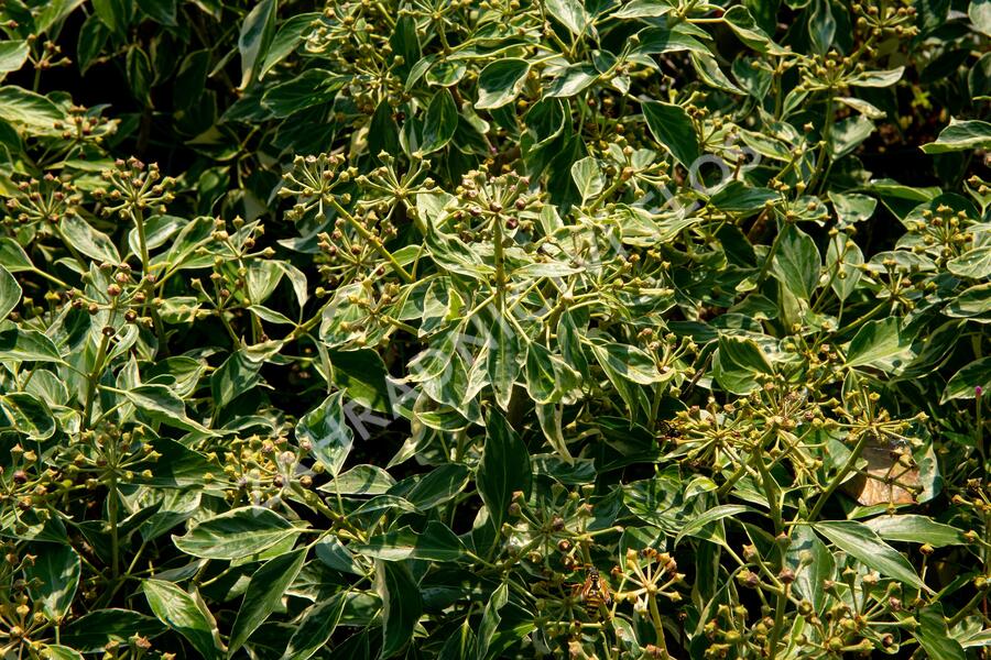 Břečťan popínavý 'Arborescens Argenteovariegata' - Hedera helix 'Arborescens Argenteovariegata'