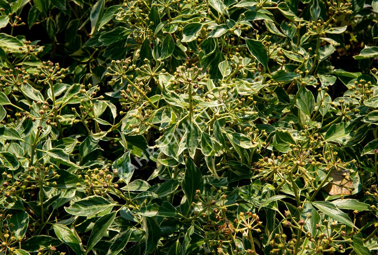 Břečťan popínavý 'Arborescens Argenteovariegata' - Hedera helix 'Arborescens Argenteovariegata'