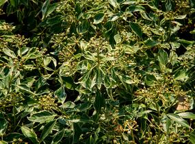 Břečťan popínavý 'Arborescens Argenteovariegata' - Hedera helix 'Arborescens Argenteovariegata'