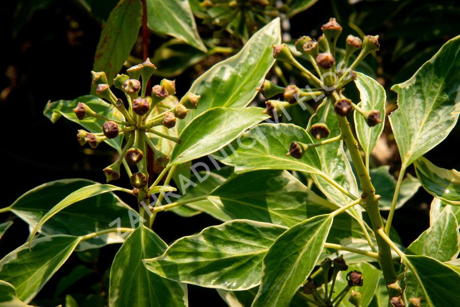 Břečťan popínavý 'Arborescens Argenteovariegata' - Hedera helix 'Arborescens Argenteovariegata'
