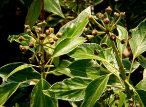 Břečťan popínavý 'Arborescens Argenteovariegata' - Hedera helix 'Arborescens Argenteovariegata'