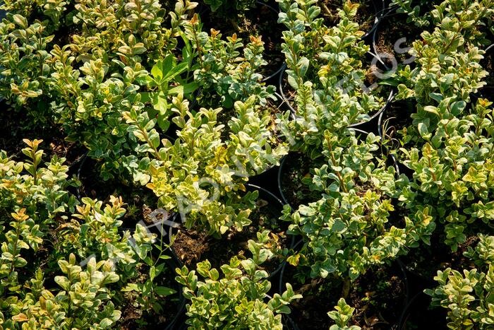 Zimostráz obecný 'Marginata' - Buxus sempervirens 'Marginata'