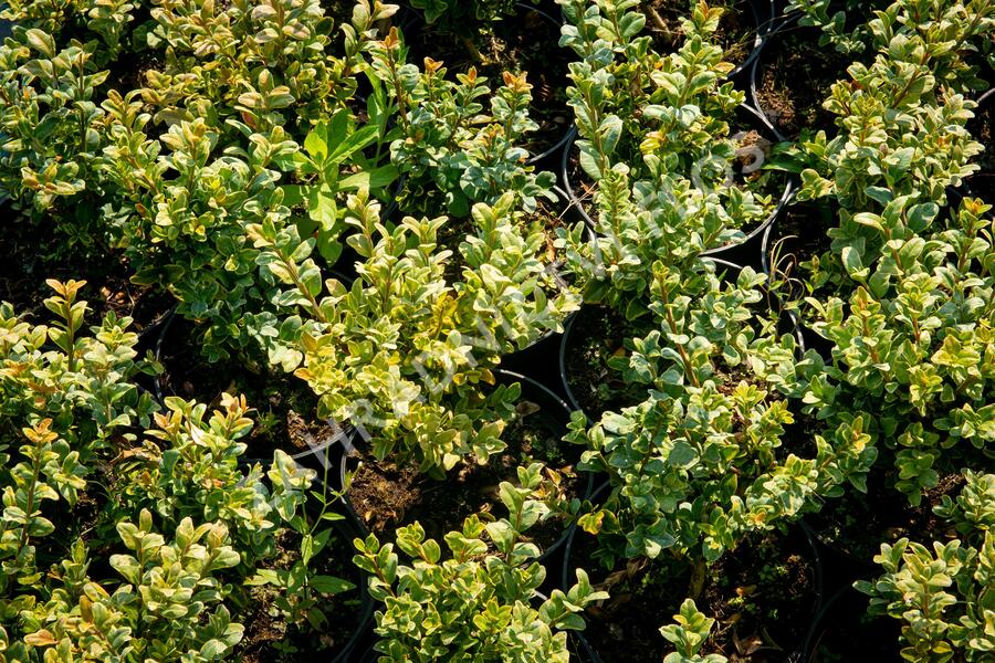 Zimostráz obecný 'Marginata' - Buxus sempervirens 'Marginata'