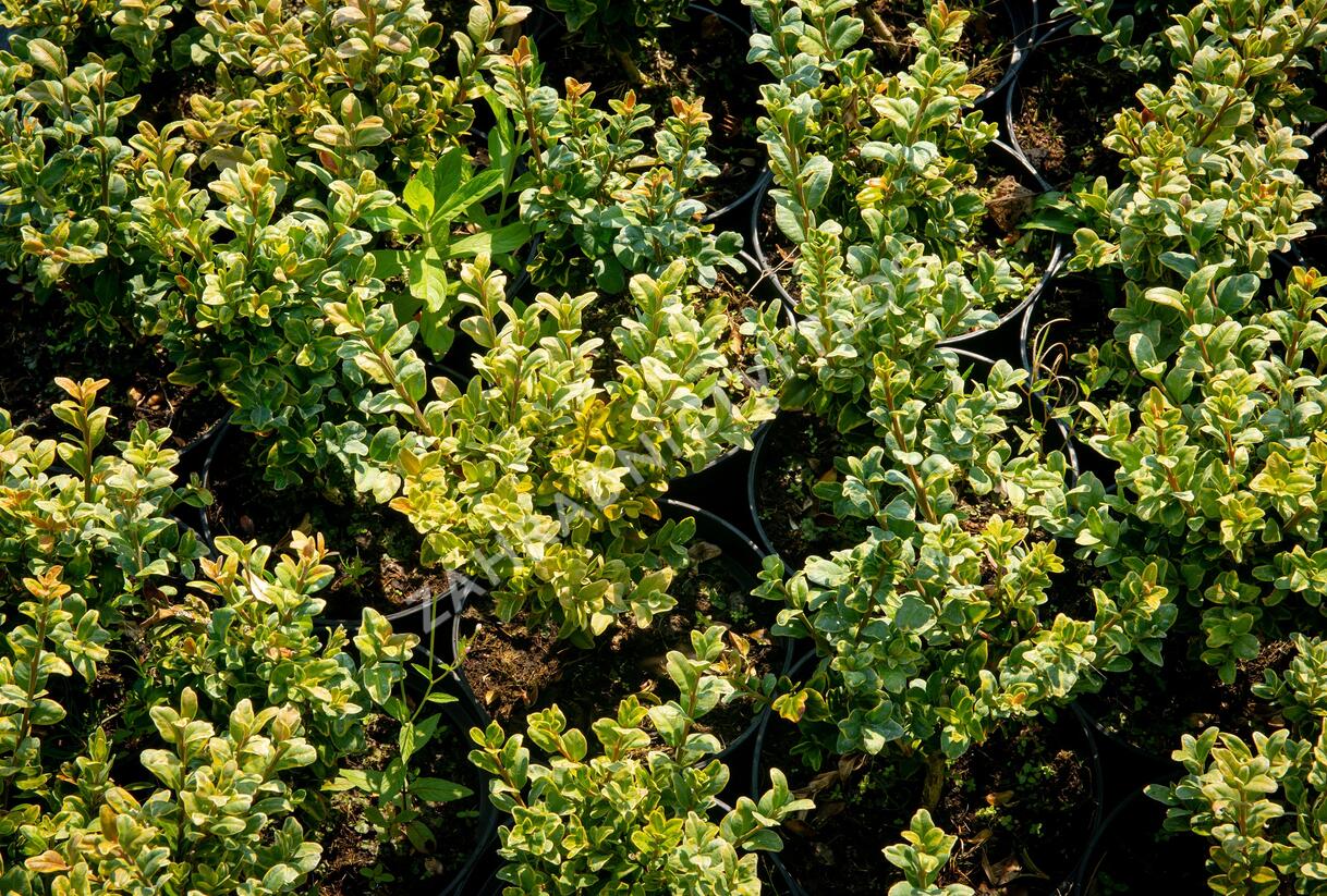Zimostráz obecný 'Marginata' - Buxus sempervirens 'Marginata'