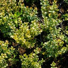 Zimostráz obecný 'Marginata' - Buxus sempervirens 'Marginata'