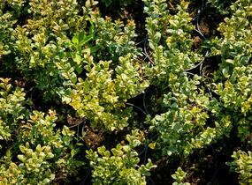 Zimostráz obecný 'Marginata' - Buxus sempervirens 'Marginata'