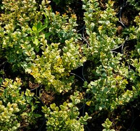 Zimostráz obecný 'Marginata' - Buxus sempervirens 'Marginata'