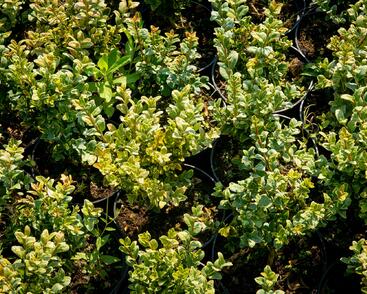 Zimostráz obecný 'Marginata'