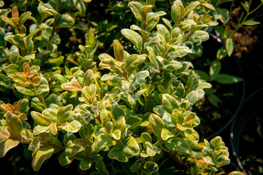 Zimostráz obecný 'Marginata' - Buxus sempervirens 'Marginata'