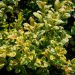 Zimostráz obecný 'Marginata' - Buxus sempervirens 'Marginata'
