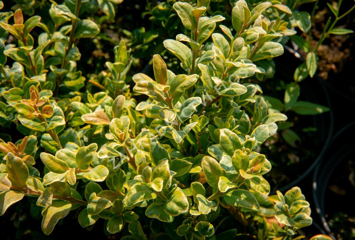Zimostráz obecný 'Marginata' - Buxus sempervirens 'Marginata'