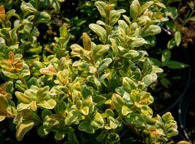 Zimostráz obecný 'Marginata' - Buxus sempervirens 'Marginata'