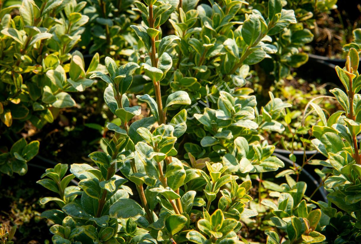 Zimostráz obecný 'Marginata' - Buxus sempervirens 'Marginata'