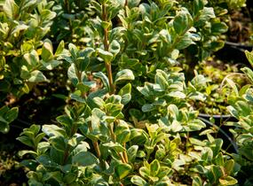 Zimostráz obecný 'Marginata' - Buxus sempervirens 'Marginata'