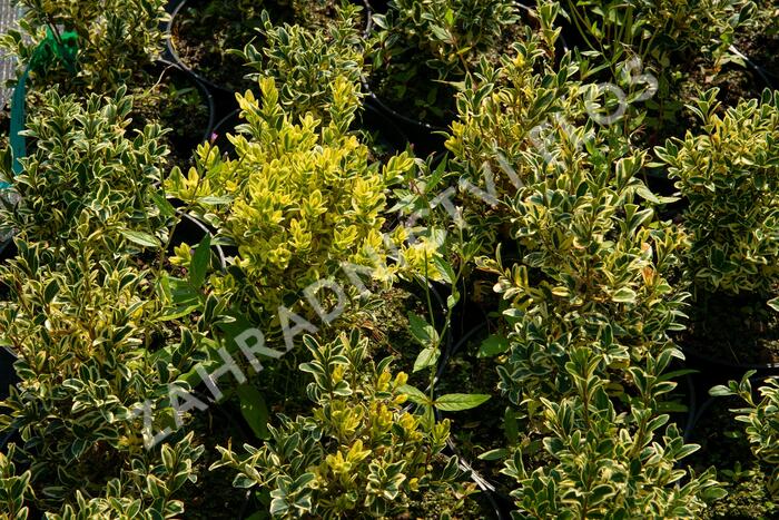Zimostráz obecný 'Elegans' - Buxus sempervirens 'Elegans'