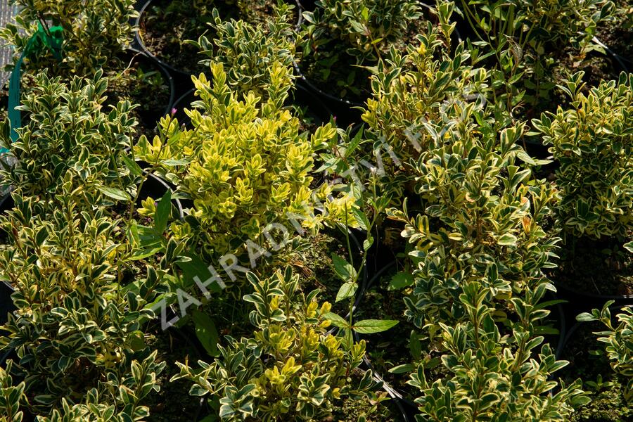 Zimostráz obecný 'Elegans' - Buxus sempervirens 'Elegans'